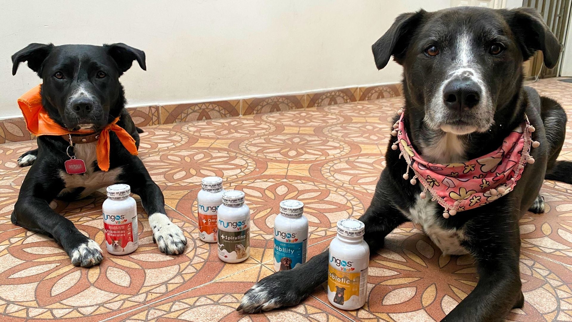 Suplementos y vitaminas🐕