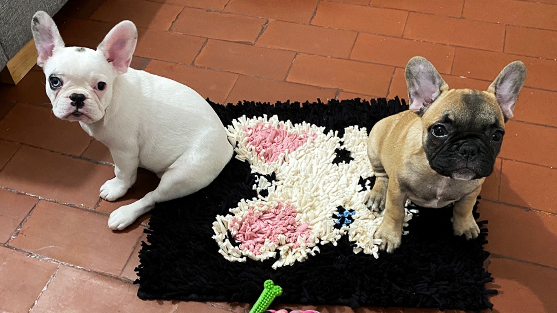 Tapetes Olfativos🐶🐱