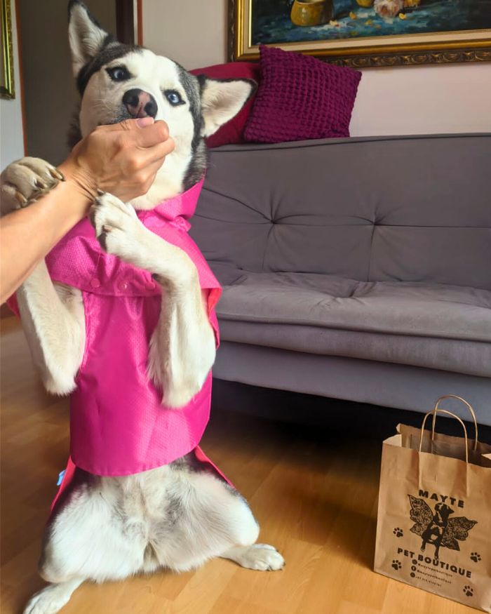 Capas-impermeables-para-perro
