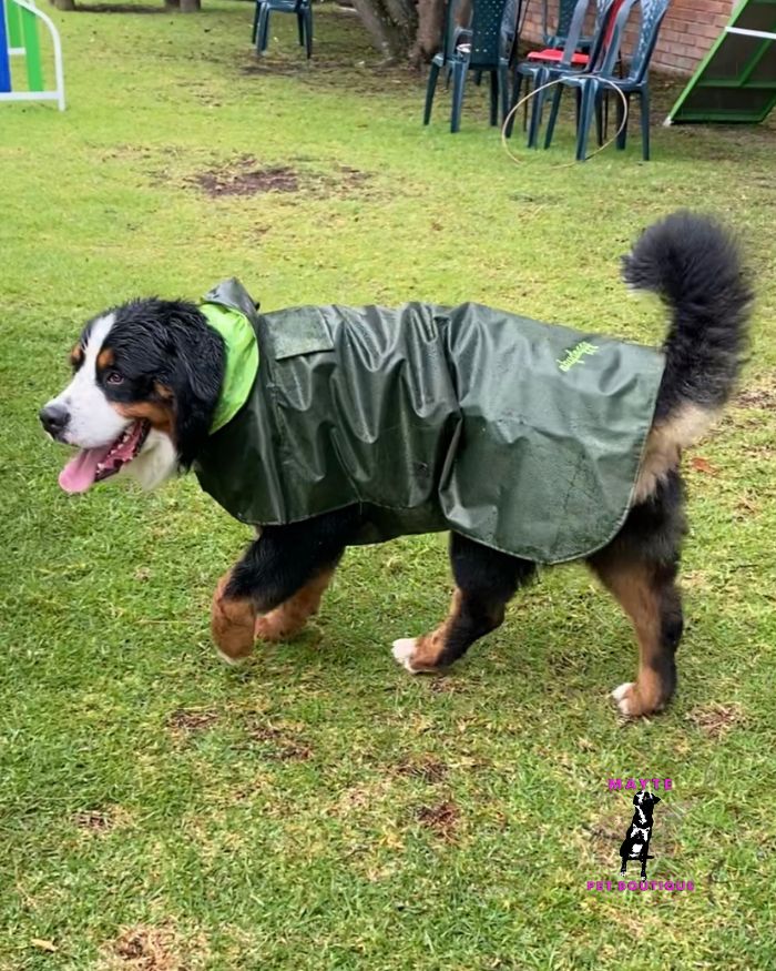 Capas-impermeables-para-perro-fáciles-de-usar