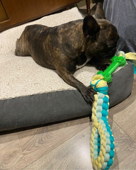 Mordedor de tela con Agarradera