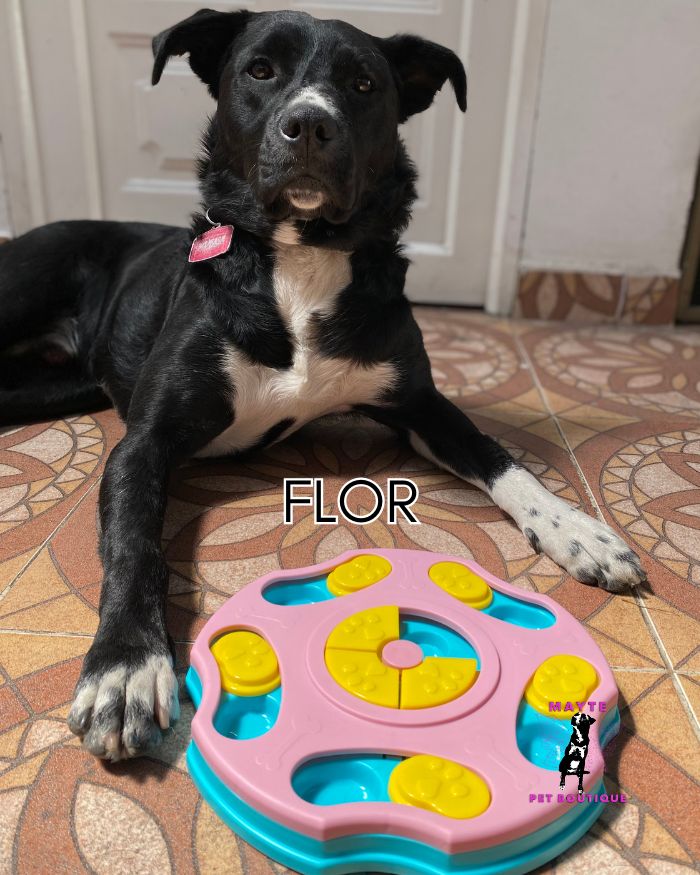 Juguete Interactivo para Perro- Rompecabezas Didácticos