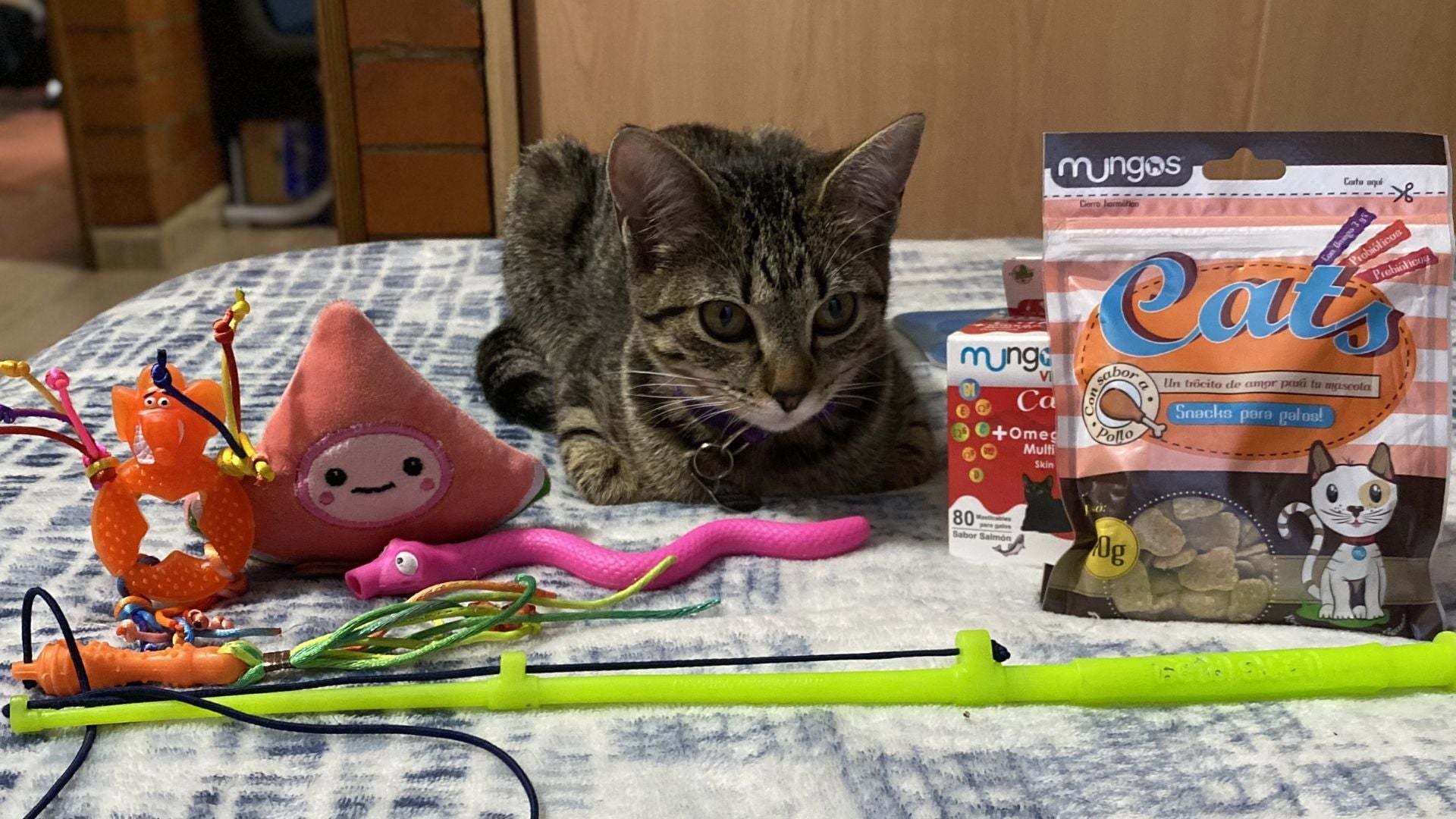 Bienestar Felino 😸