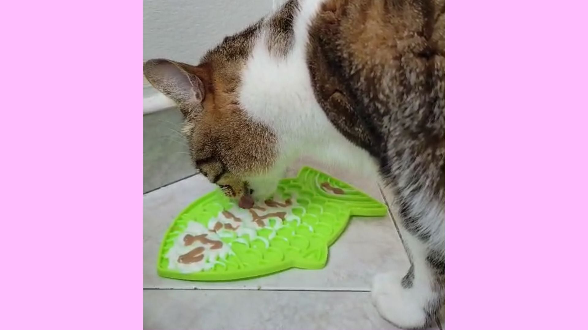 Juguetes para Gato 😻