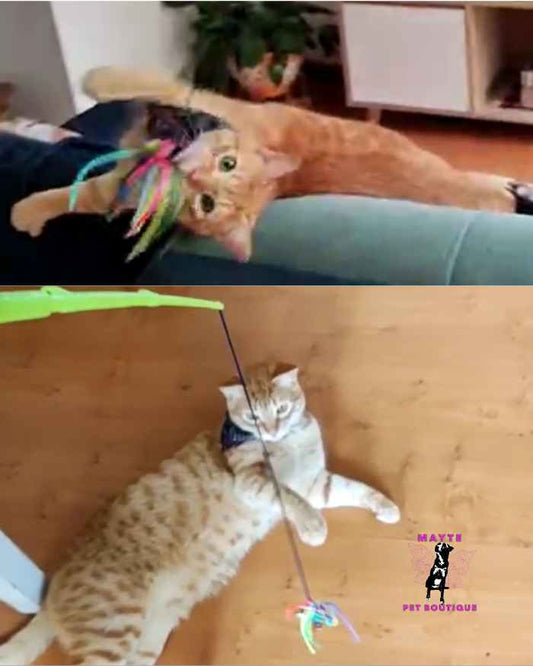 🐱 Caña de Pescar para Gatos🎣