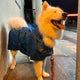 Capas-impermeables-para-perro-grande-samoyedo