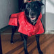Capas-impermeables-para-perro-Bogotá