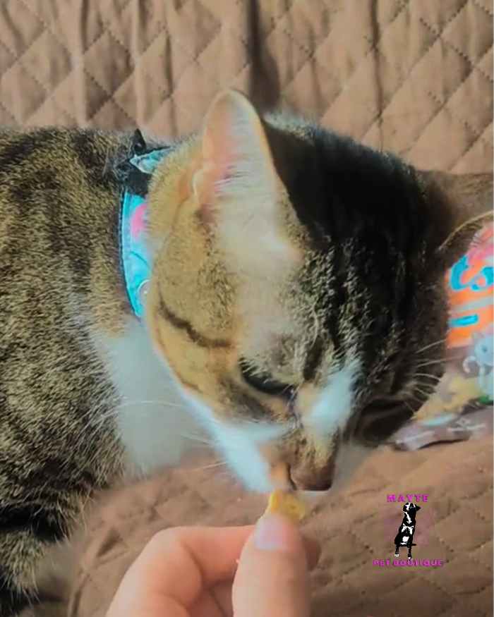 🐱 Snacks para Gato-Mungos 🐾