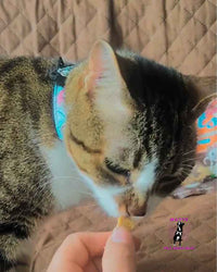 🐱 Snacks para Gato-Mungos 🐾