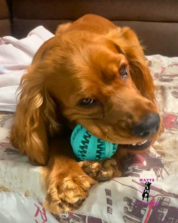 Pelota Porta Snacks🐶