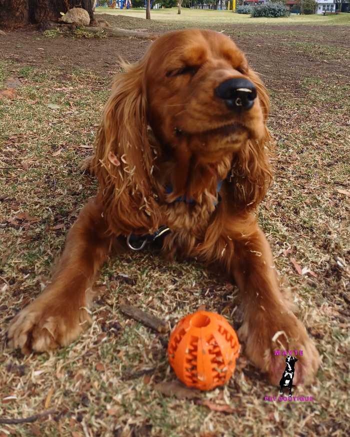 Pelota Porta Snacks🐶
