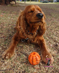 Pelota Porta Snacks🐶