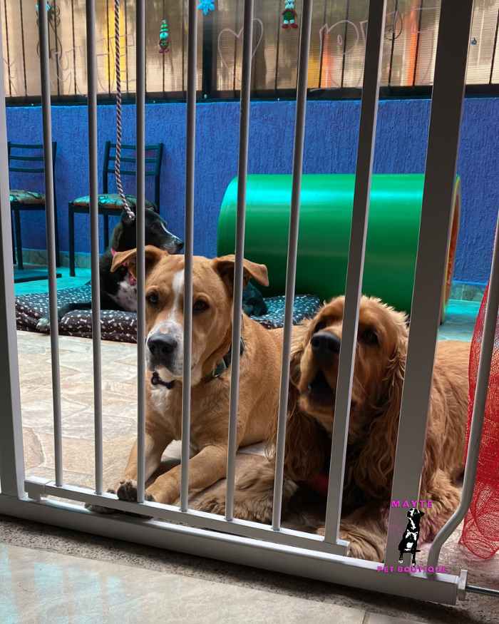 Puerta de Seguridad para Mascotas Ajustable