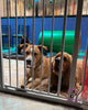 Puerta de Seguridad para Mascotas Ajustable