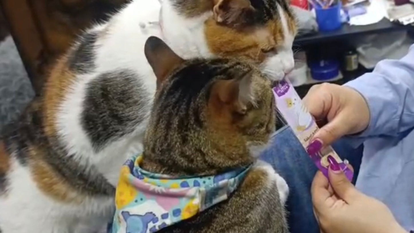 Súper Combo Gatuno 😻 Arena 10 kg + Snacks Cremosos😺